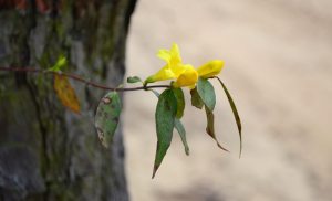 yellow jessamine