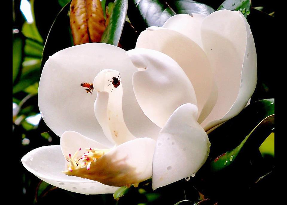 magnolia image (3)