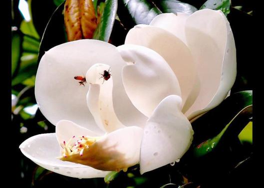 magnolia image (3)
