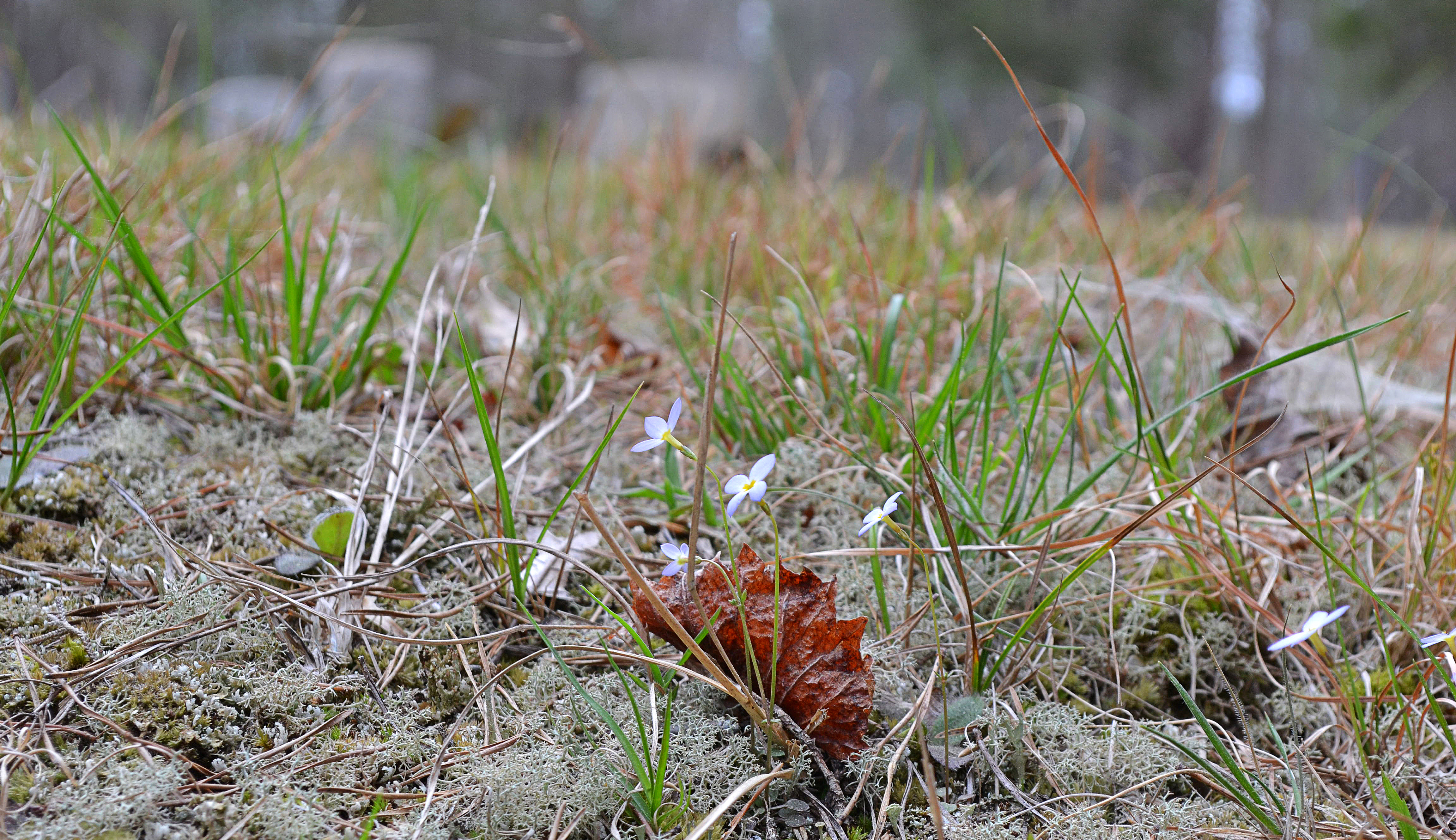 2016-03-26 Zoar grounds