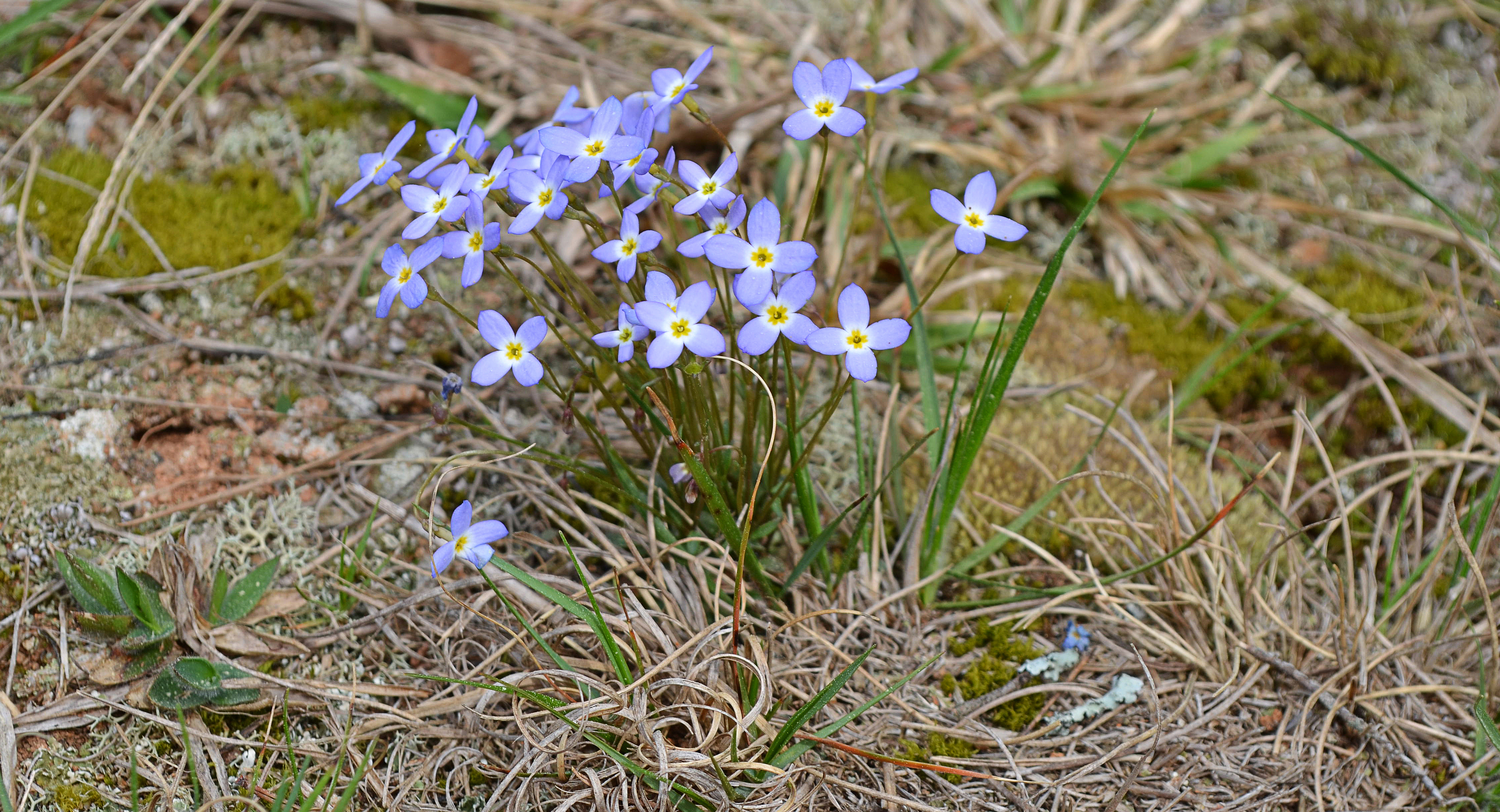 3-26-16 at Zoar cemetery bluets