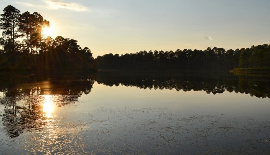 2014-10-02 pond swampy Sandhills off Hoffman Road