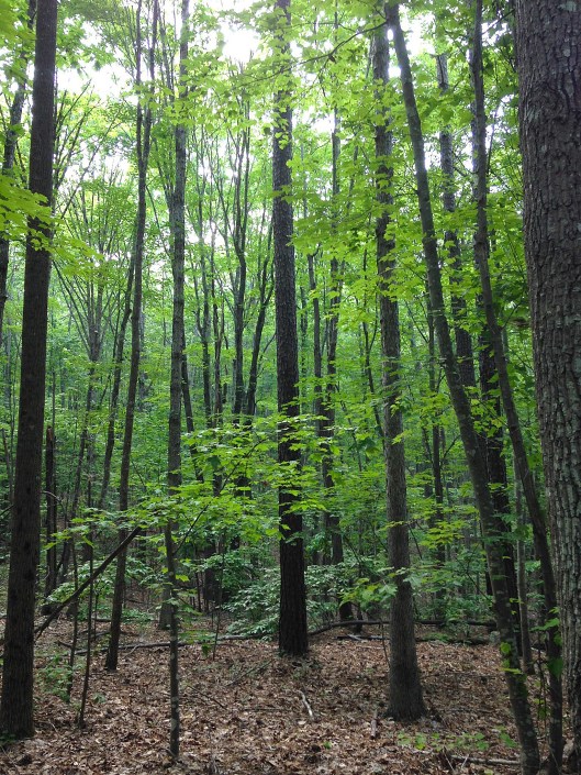June 2016 off 109 trailhead troy nc area