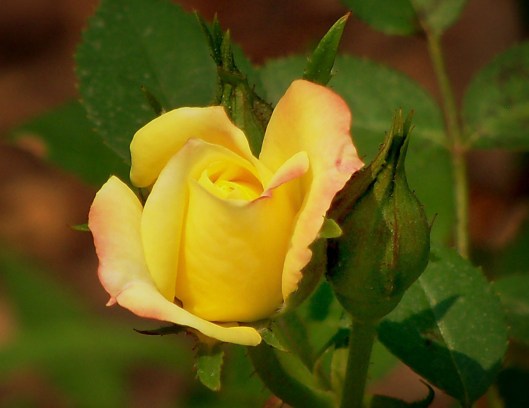 2012-06-30 Dollar Store Rose Brigitte VanMeter from son Nicky